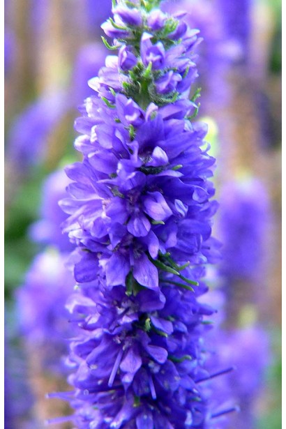 Veronica spicata blue